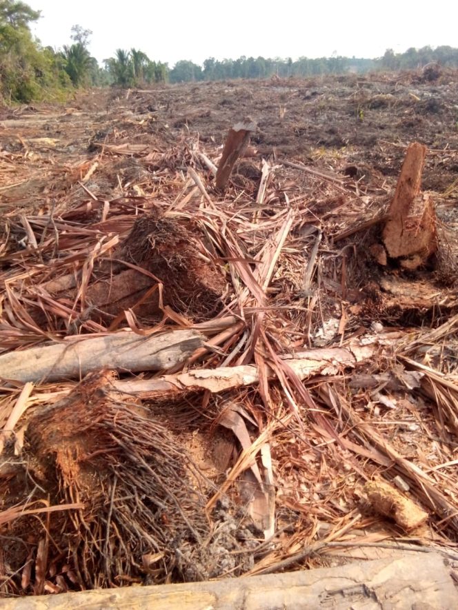 
					Warga Pekake Lingga Tolak Deforestasi Hutan Mereka
