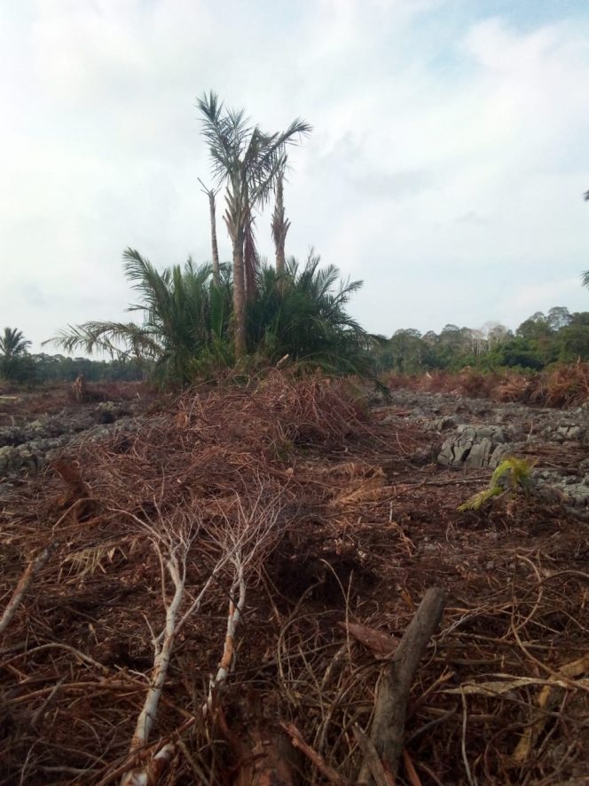 
					Sengketa Lahan Lingga, Izin Perusahaan Berbenturan Tata Ruang
