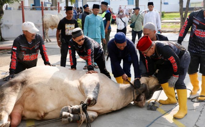 
					Sekda Batam, Firmansyah, melaksanakan penyembelihan hewan kurban di Masjid Agung Raja Hamidah Batam. Tahun ini, Pemko Batam menyalurkan 66 hewan kurban.