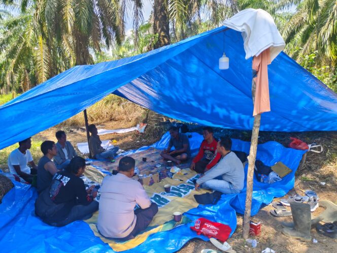 
					Deadlock Mediasi 28 Juli 2026, Masyarakat Mesuji Lanjutkan Reklaming Lahan di Blok O:40, 41, 42