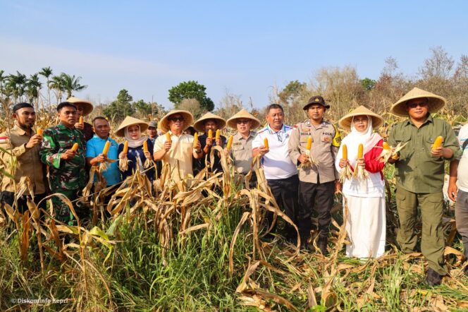 
					Wagub Nyanyang memanen jagung di kabupaten Bintan